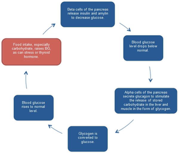 Normal Blood Glucose/Insulin Cycle