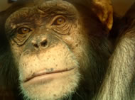 Chimpanzees carried a strain of the HIV-1 virus.