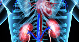View of the heart and kidneys through a transparent ribcage